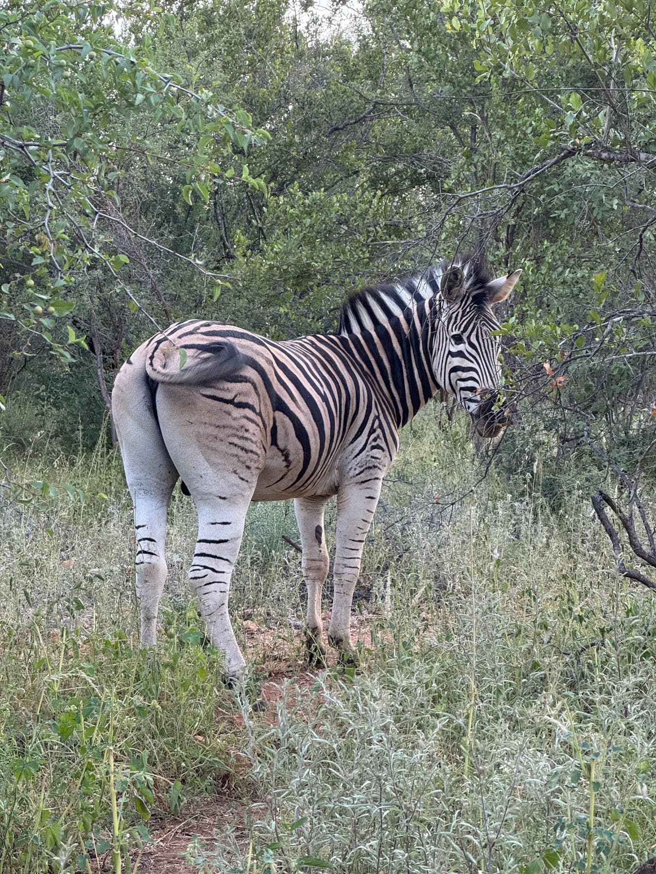Adopt an Animal at Thandolwami