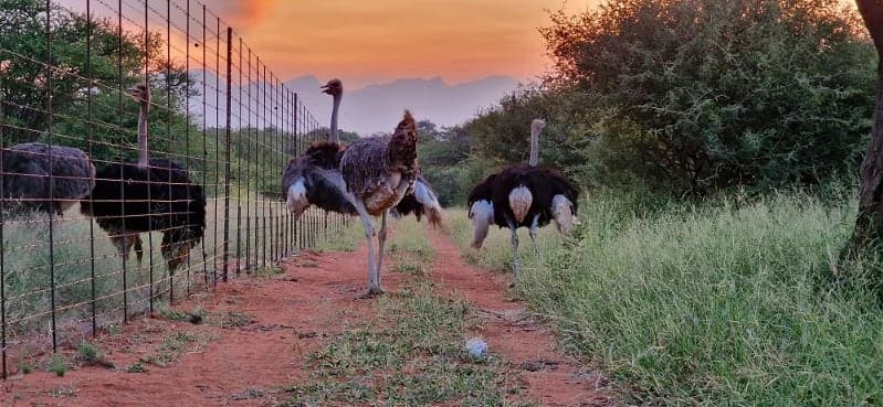 Ostriches At Sunset