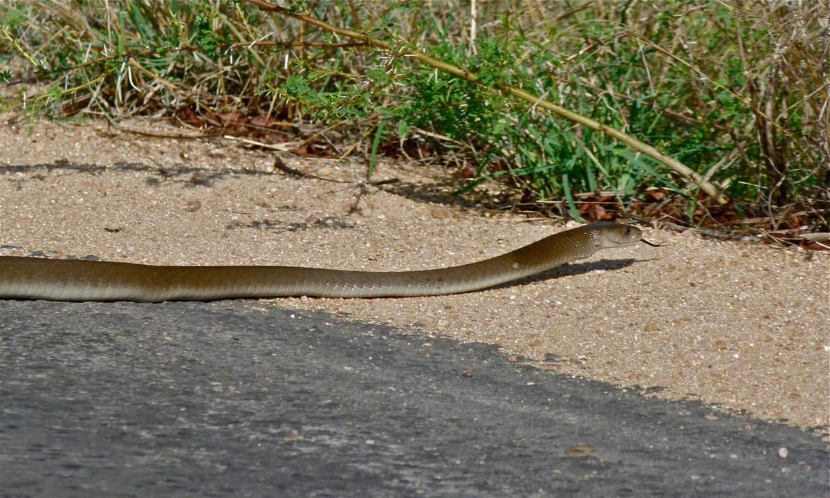 Black Mamba