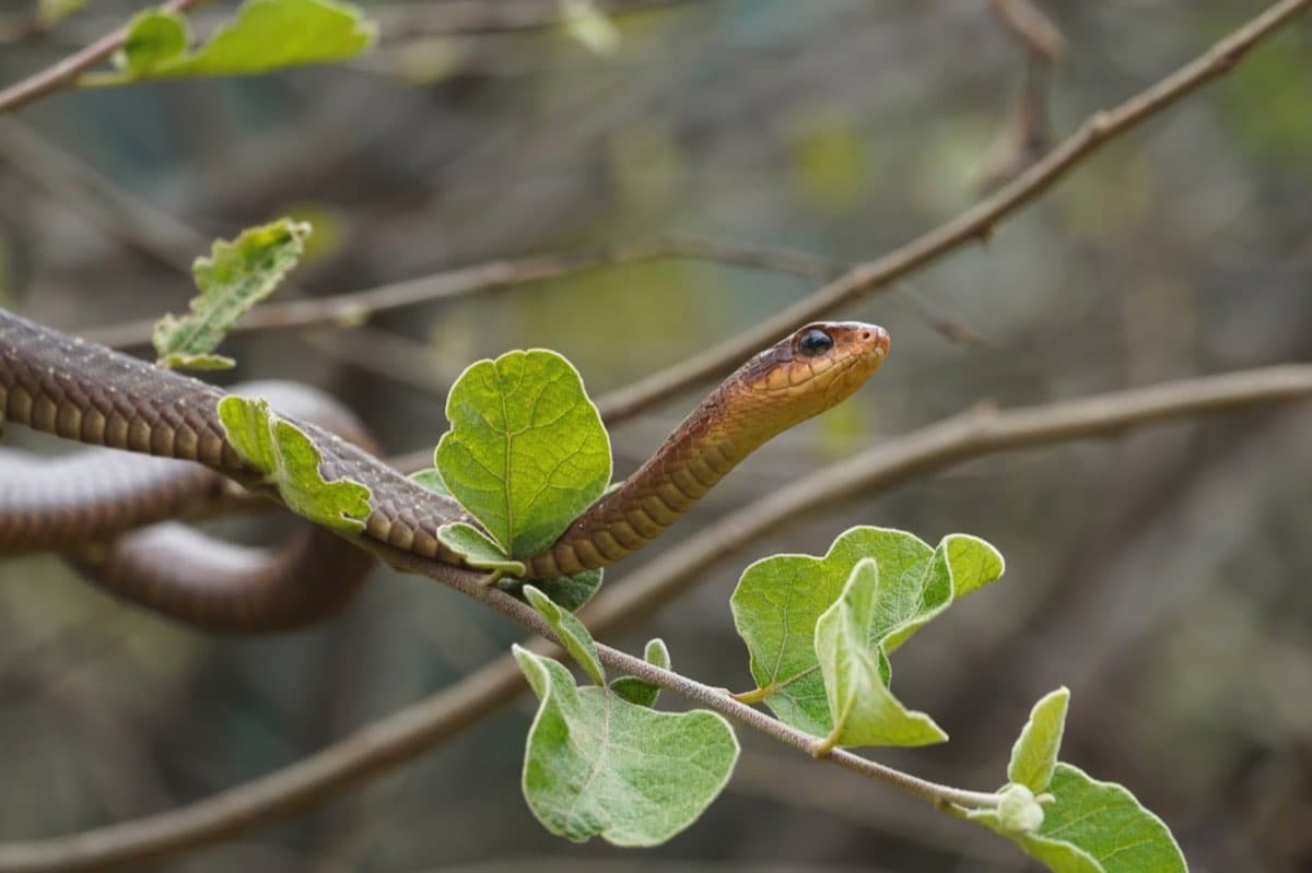 Boomslang