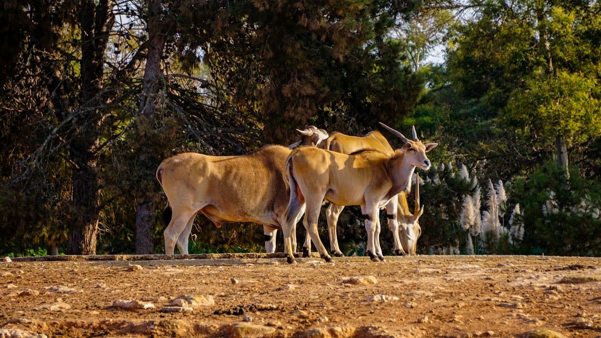 Eland
