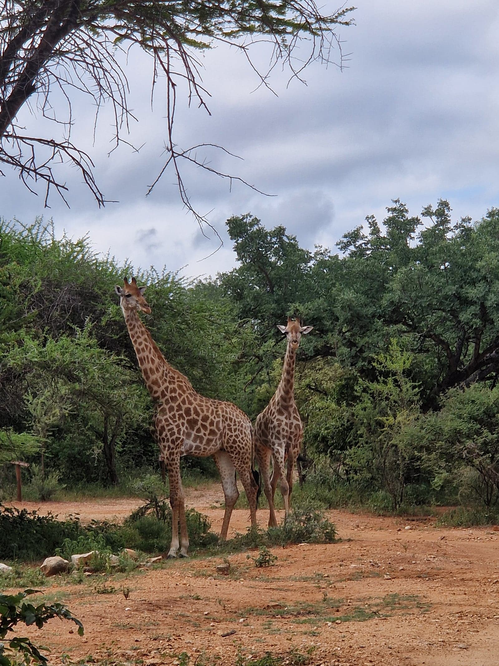 Giraffe