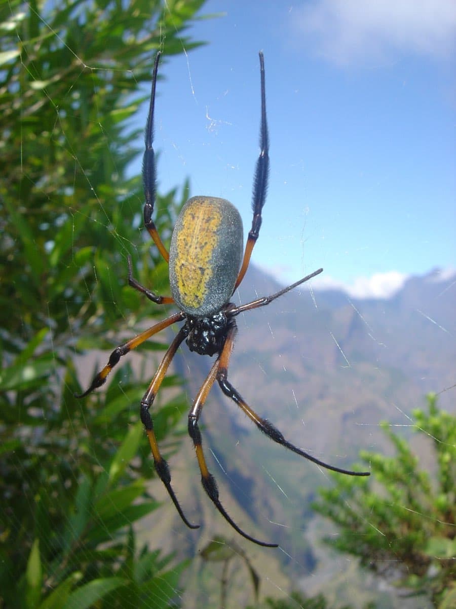 Golden Orb Spider