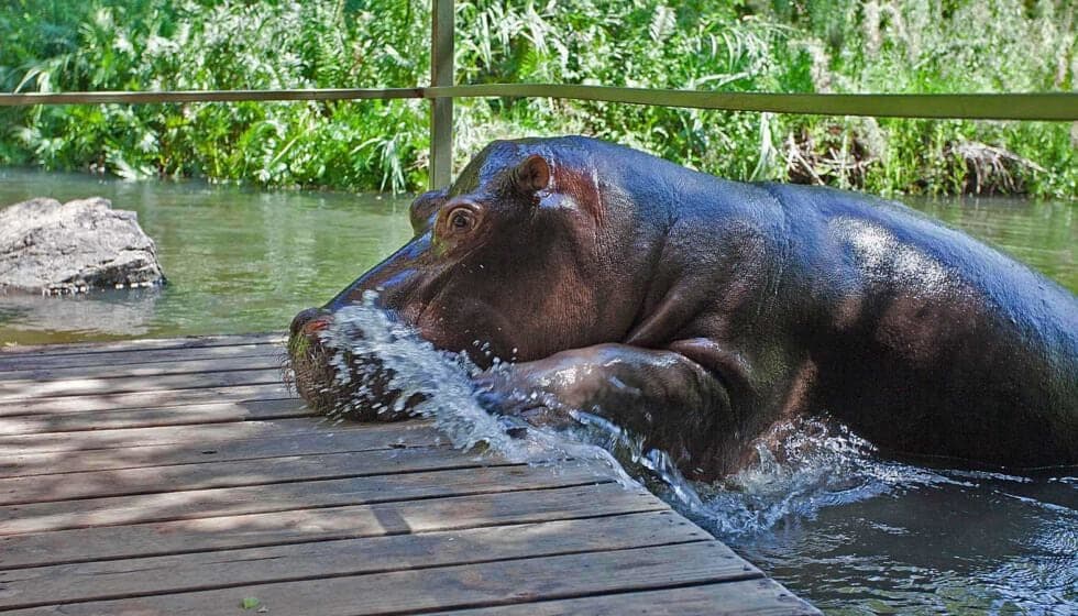 Hippo