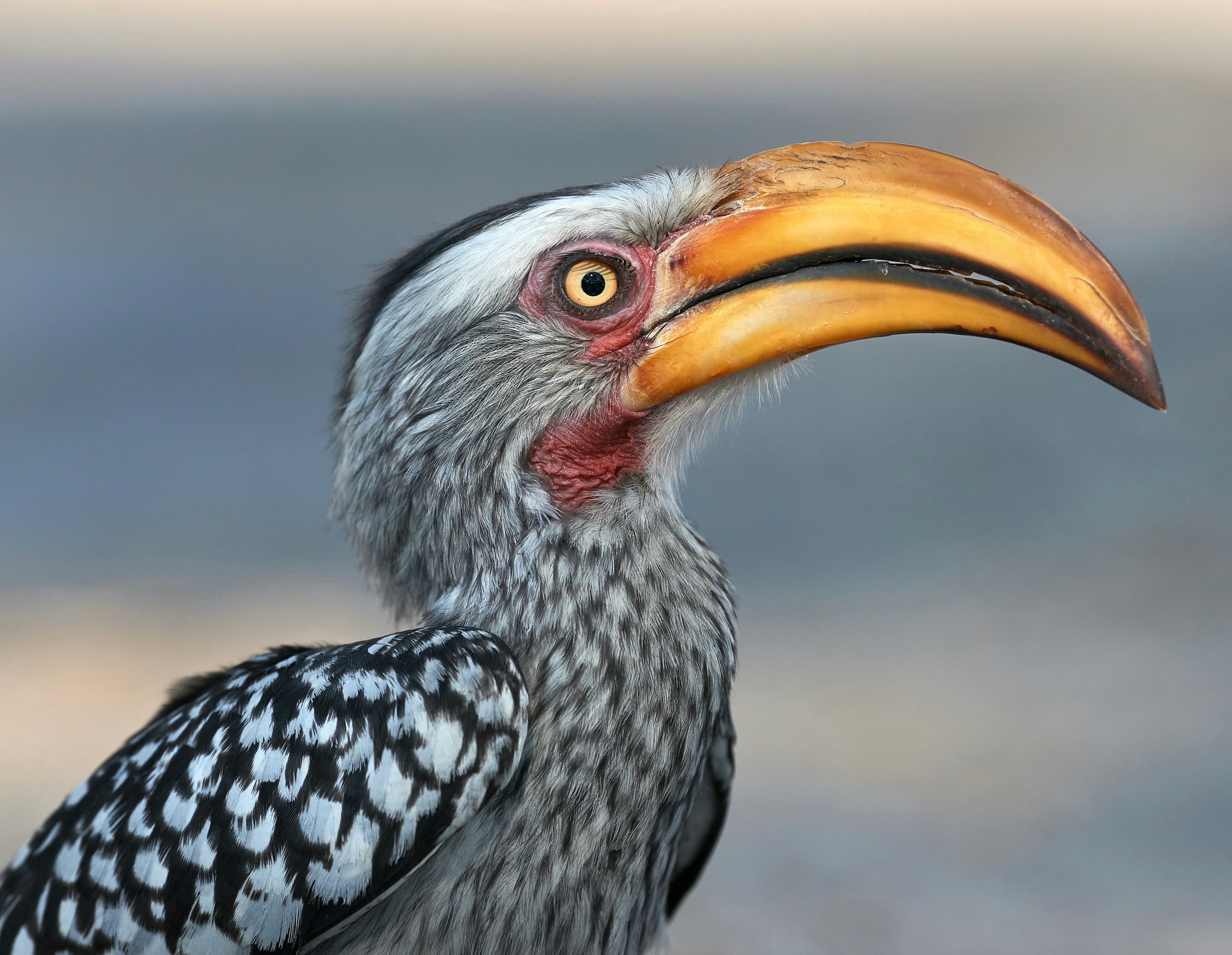 Hornbill