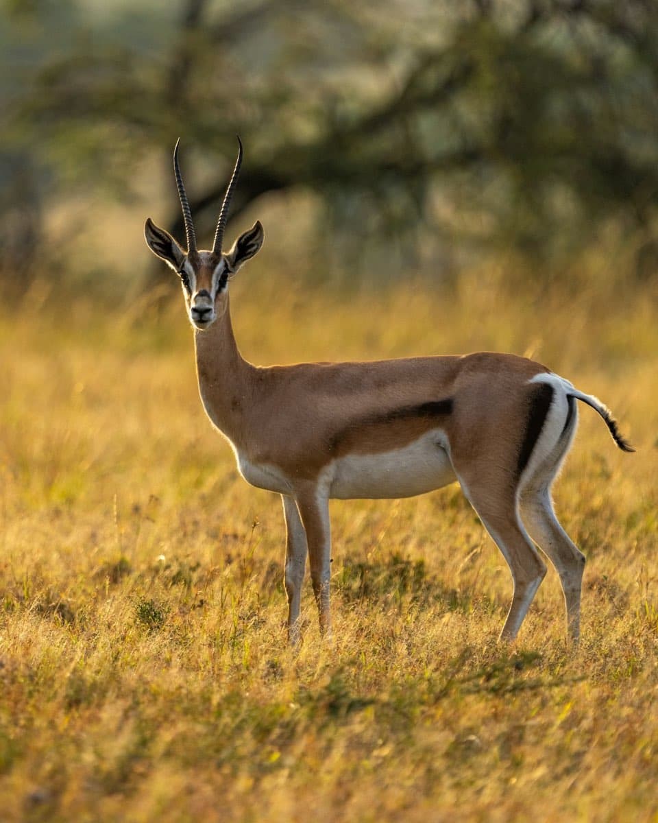 Impala