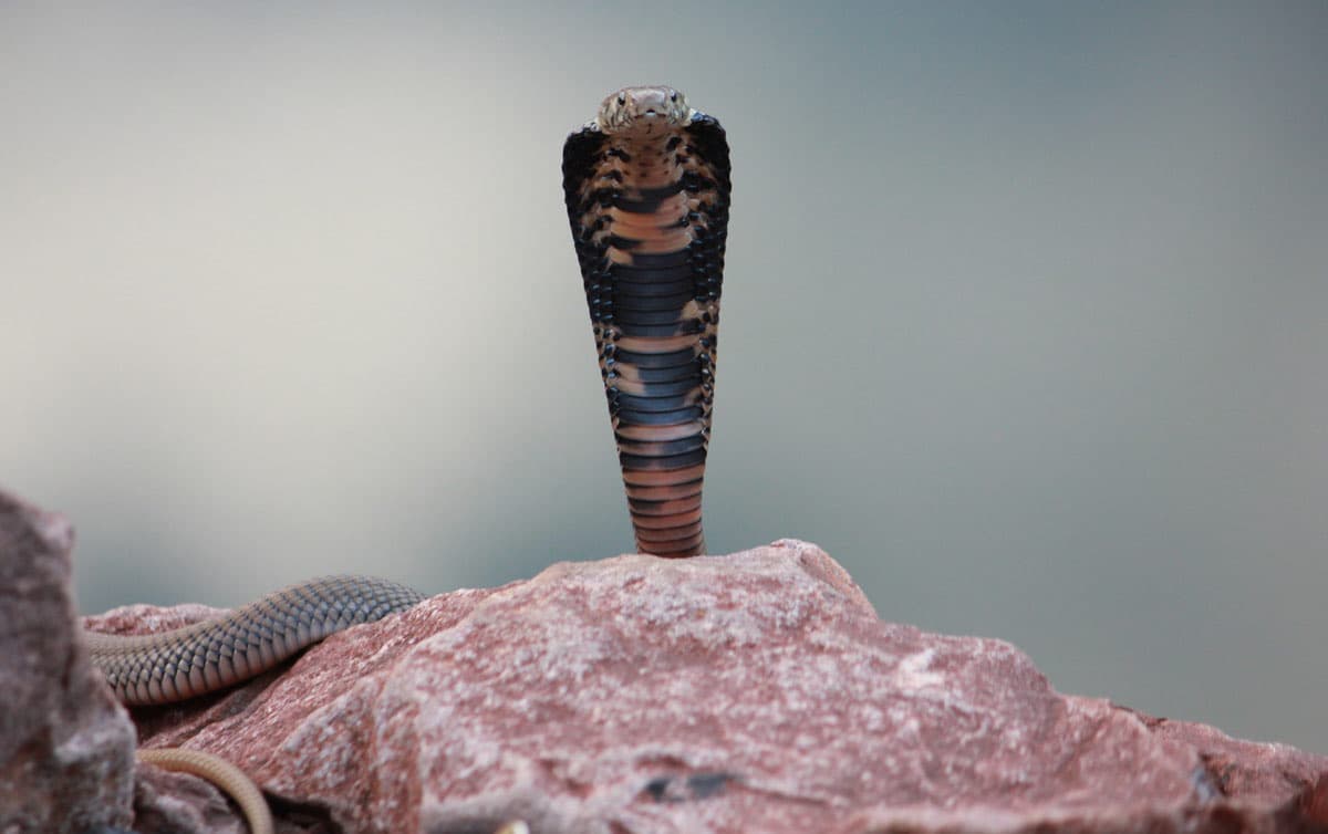 Mozambique Spitting Cobra
