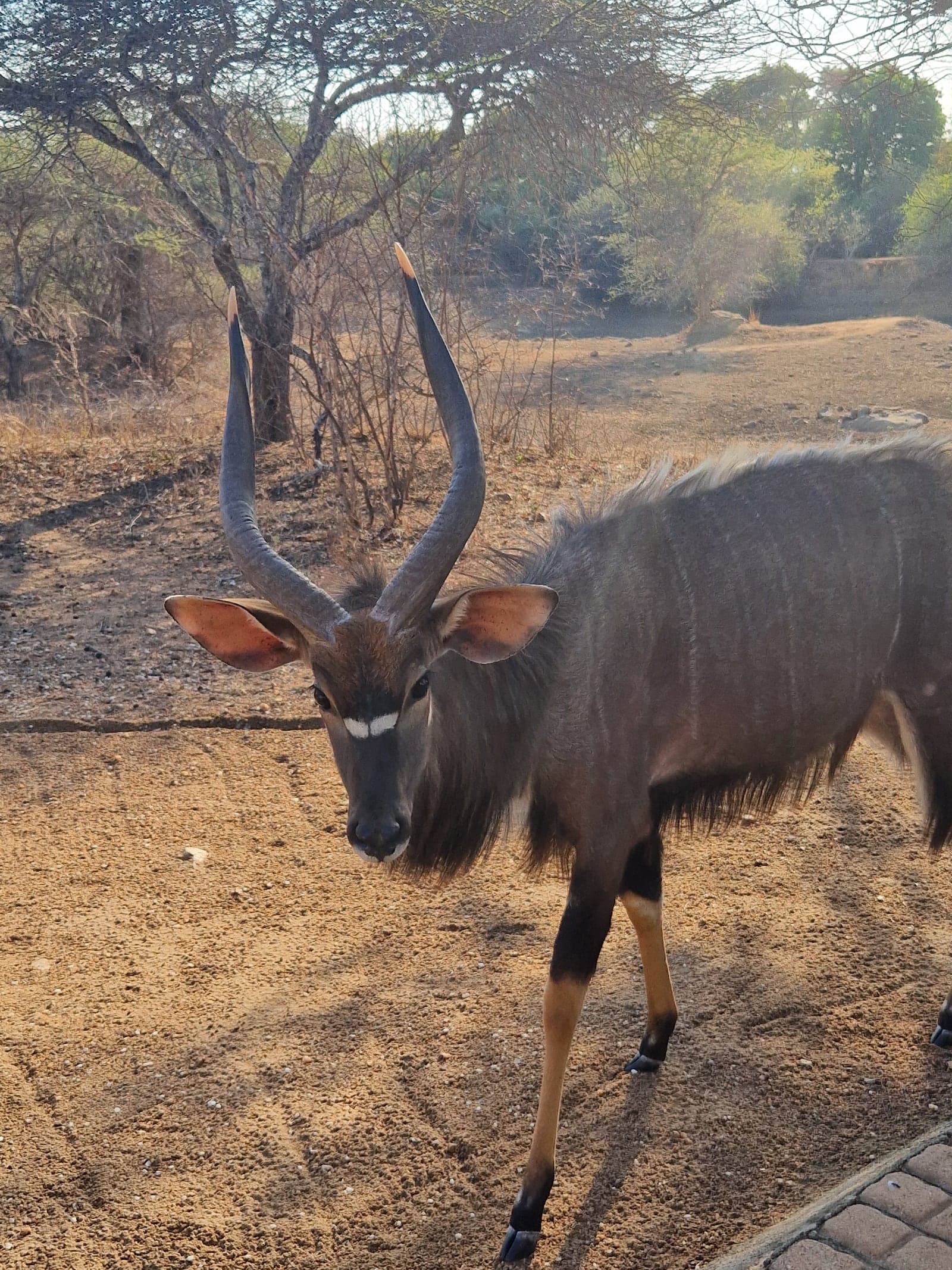 Nyala