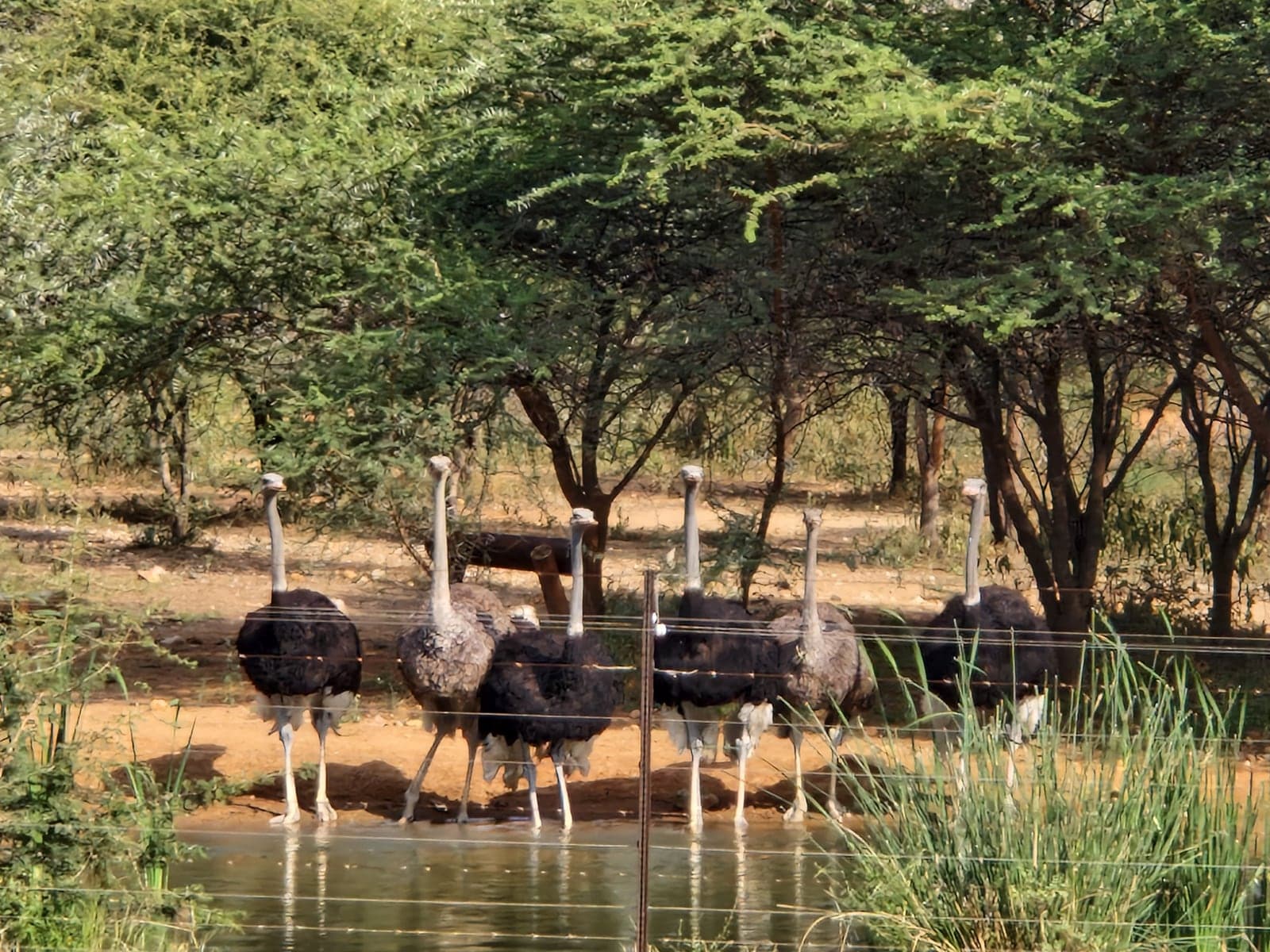 Ostriches at Thandolwami