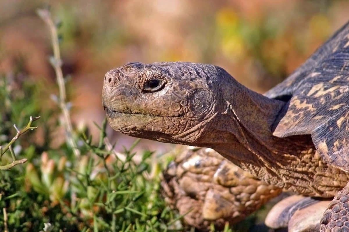 Tortoise