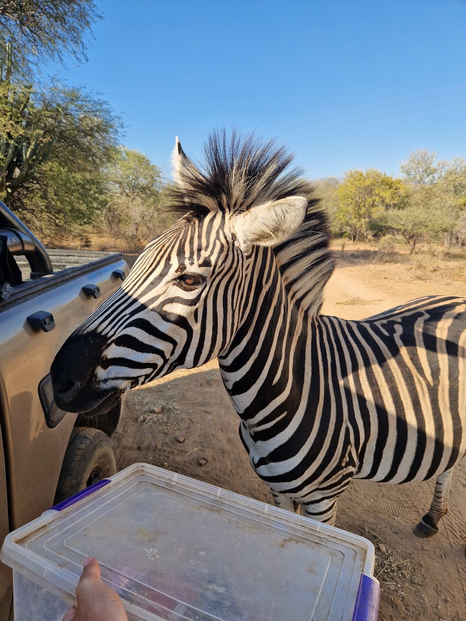 Zebra