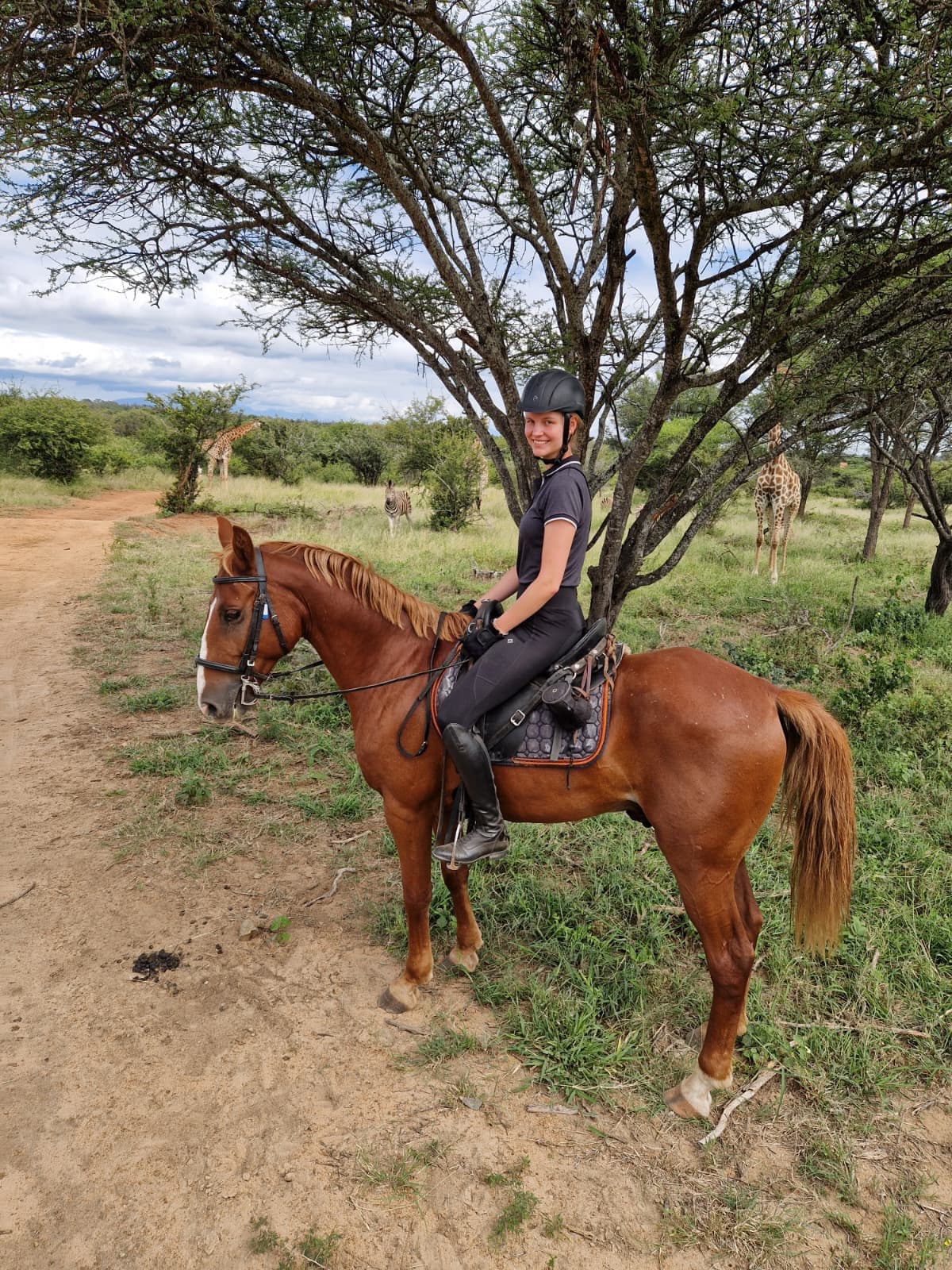 Copper, a Bambelela horse