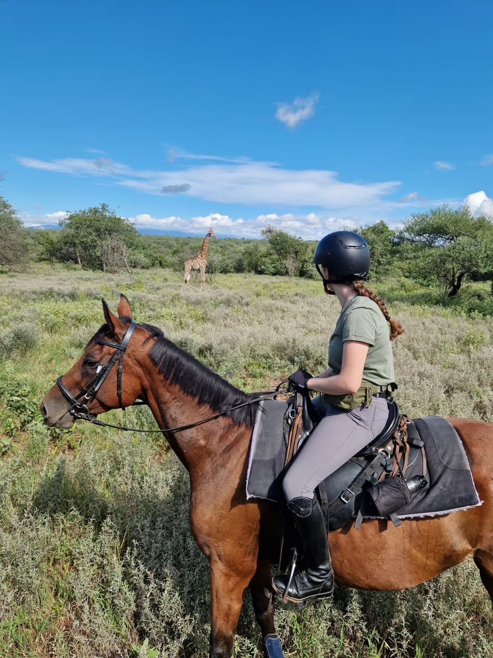 Nala, a Bambelela horse