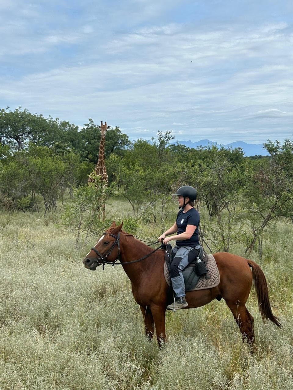 Rowland, a Bambelela horse