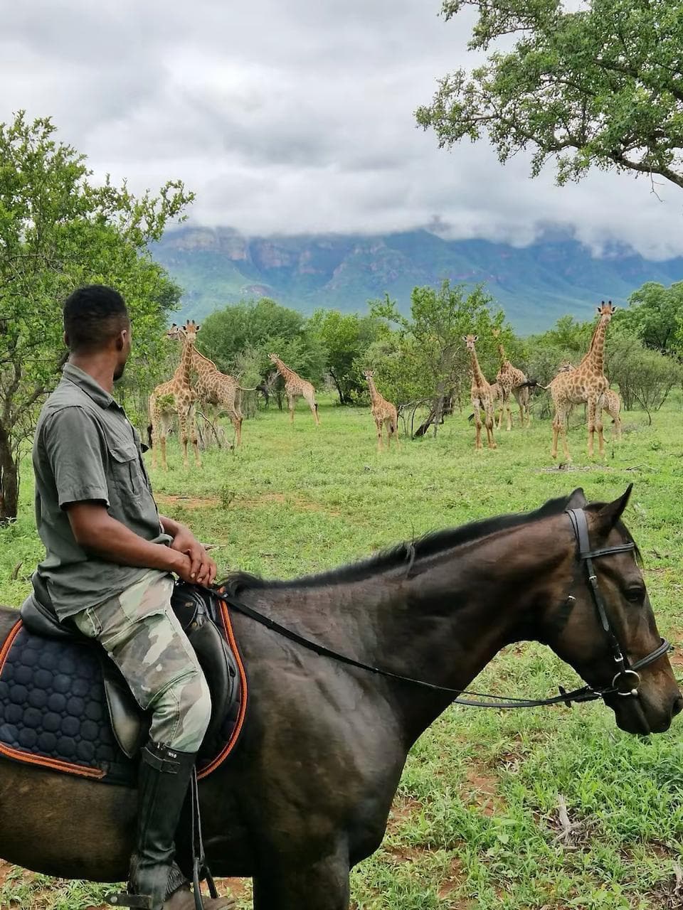 Sirviluis, a Bambelela horse