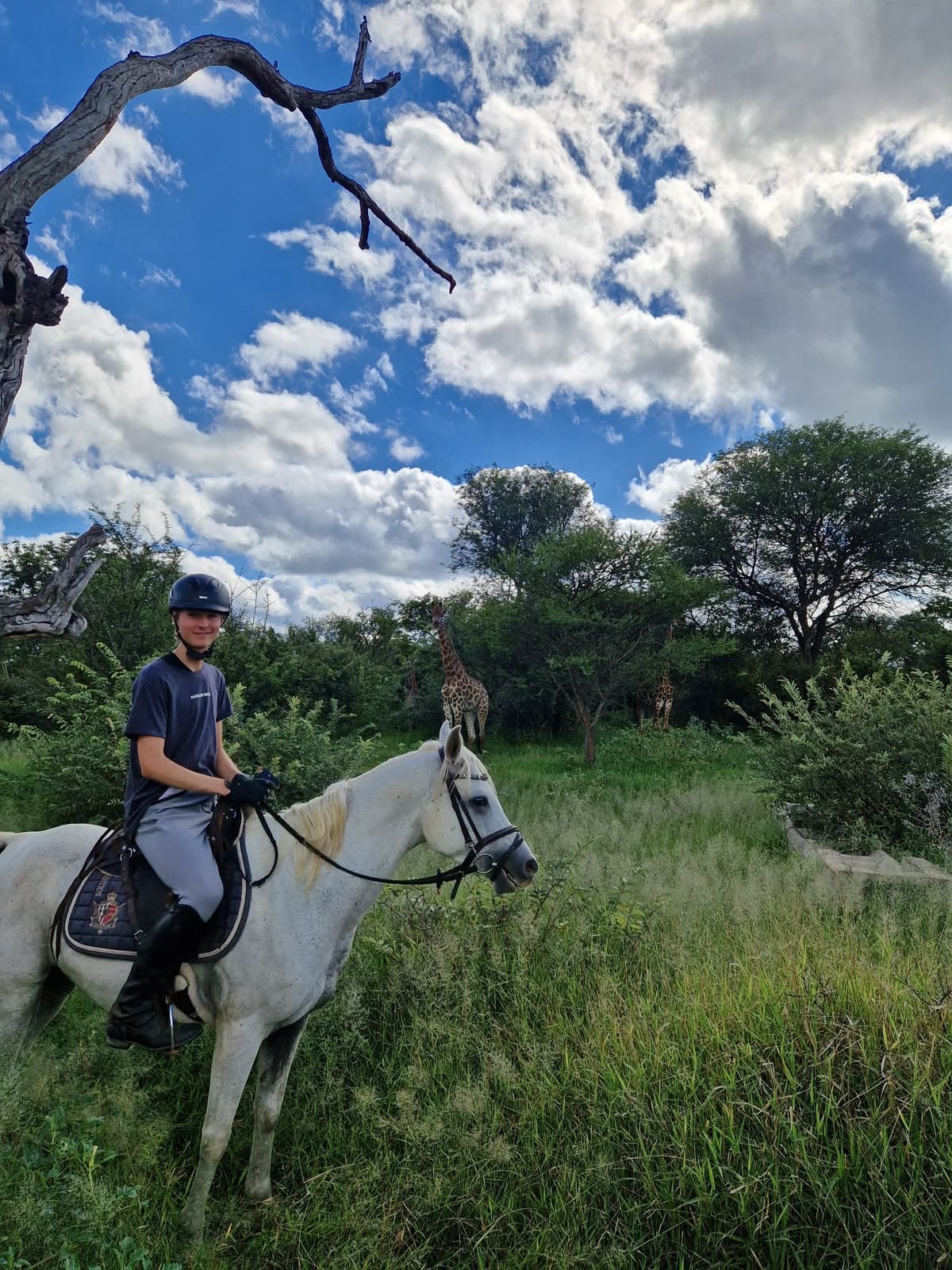 Whitey (Whitey), a Bambelela horse