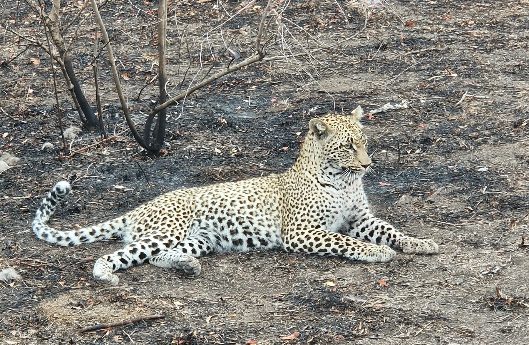 Leopard Resting