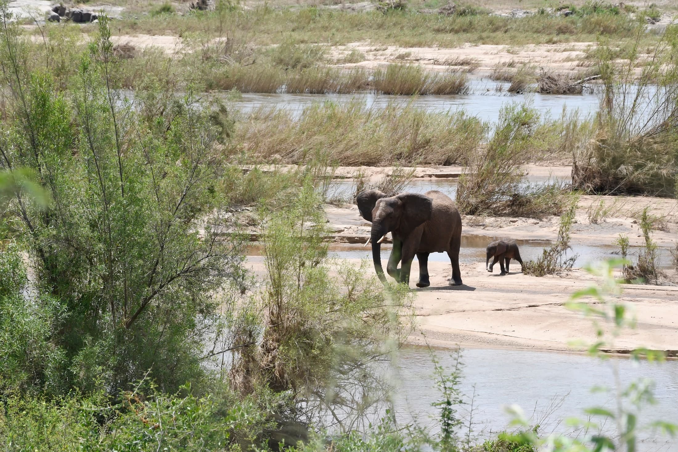 River Elephants