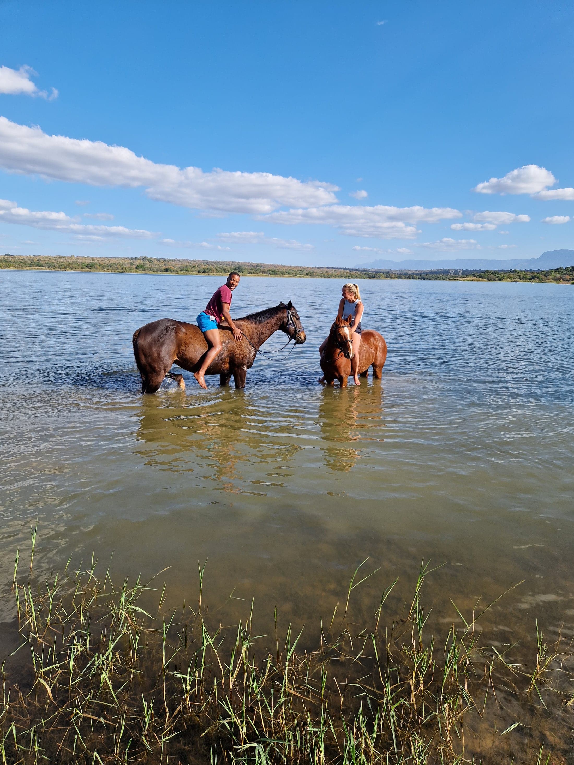 Bambelela horses in the bush